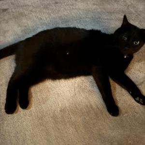 Found Cat Cholla