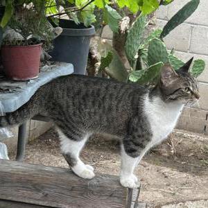 Found Cat Unknown