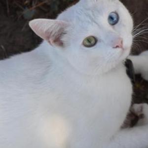 Lost Cat Coconut