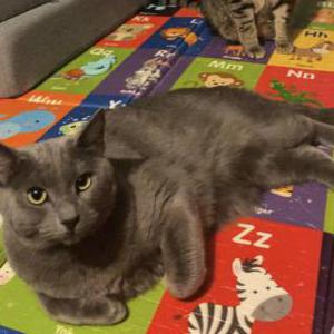 Lost Cat Bugs
