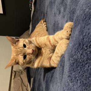 Lost Cat Ozzy