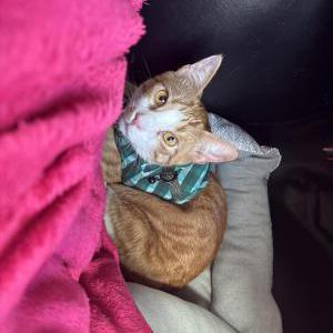 Lost Cat ginger