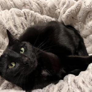Lost Cat Loki