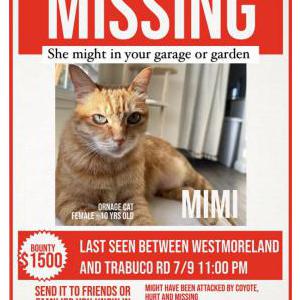 Lost Cat Mimi