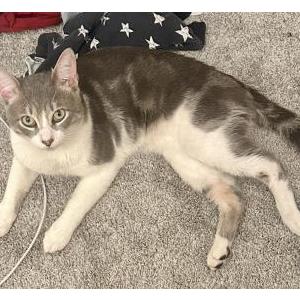 Lost Cat Fish