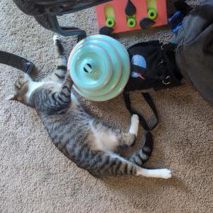 Lost Cat Sesame and Boba