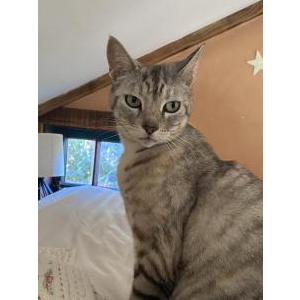 Lost Cat Poppy