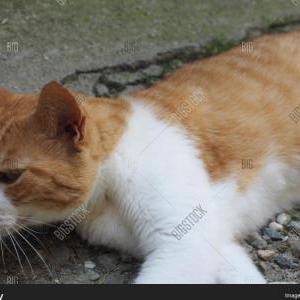 Found Cat Unknown