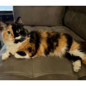 Lost Cat PK