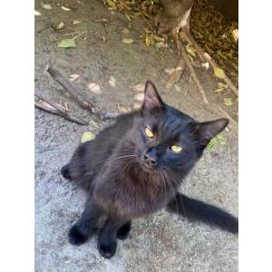Found Cat Unknown