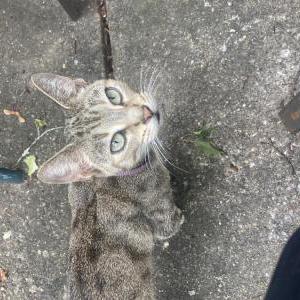 Found Cat Unknown