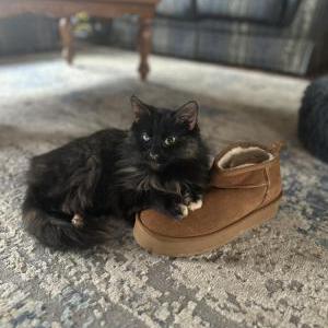 Lost Cat Stinky