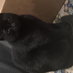 Lost Cat Rocky