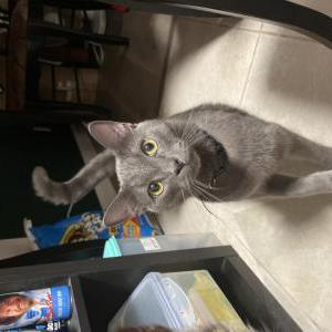 Lost Cat Atron