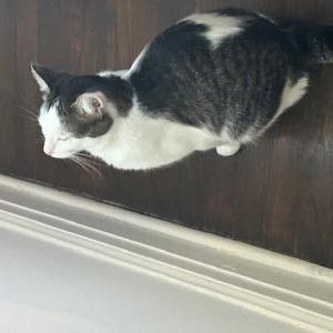 Lost Cat Bella