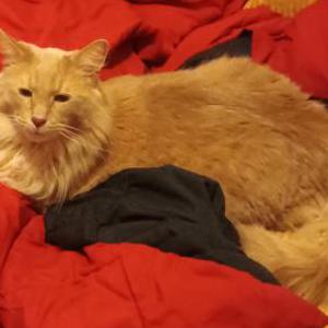 Lost Cat Chazz