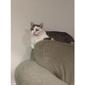 Lost Cat Buddy