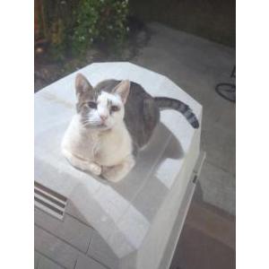 2nd Image of Buddy, Lost Cat