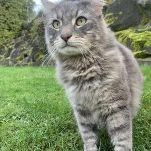 Lost Cat Huey