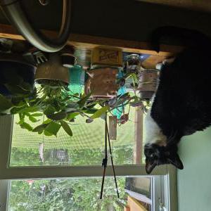 Lost Cat Moody