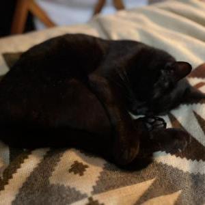 Lost Cat Butterfly