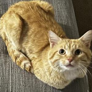 Lost Cat Kiran