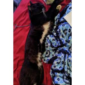 Lost Cat Booger Hatcher