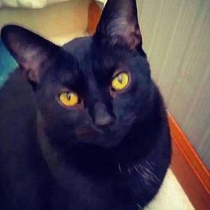 Lost Cat Bagherra
