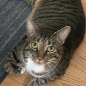 Lost Cat Binx