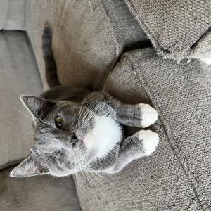 Image of Jimmy, Lost Cat