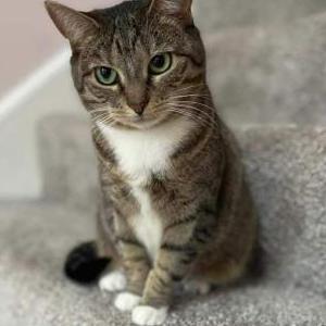 Lost Cat Sadie