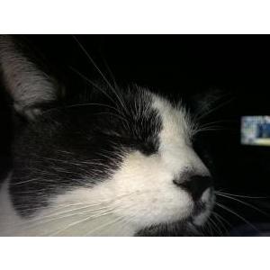 Lost Cat Moose
