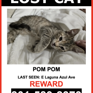 Lost Cat Pom Pom