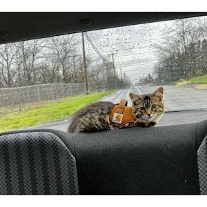 Lost Cat Stitch