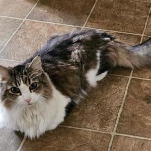 Lost Cat Spud