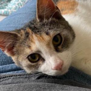 Lost Cat Sadie