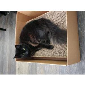 Lost Cat Hotdog