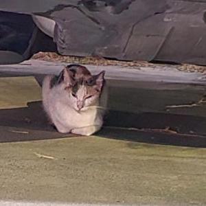 Found Cat Unknown