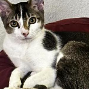 Lost Cat Mochi