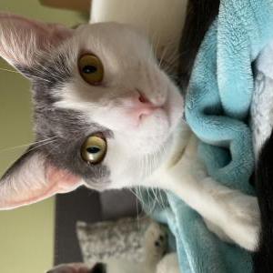 Lost Cat Simon