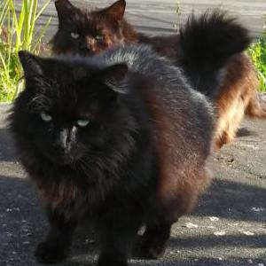 Lost Cat Licorice