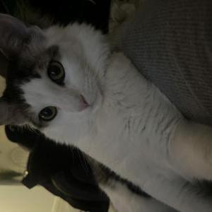 Lost Cat Milo