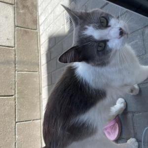 Found Cat Unknown