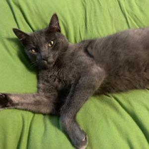 Lost Cat Big Grey