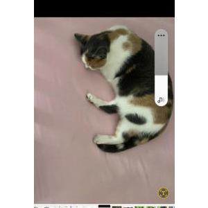 Lost Cat Kitty yaya