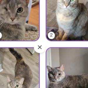 Lost Cat Snookums