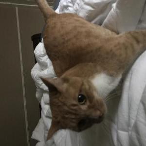 Lost Cat Roxi