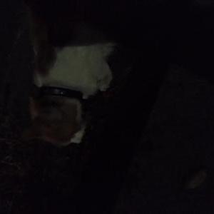 Found Cat Unknown