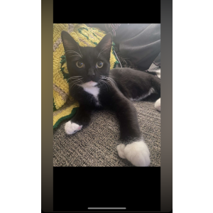Lost Cat Bandit