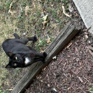 Found Cat Unknown